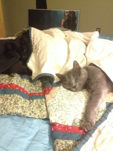 We have strange kitties, who like to be all covered up in blankets.