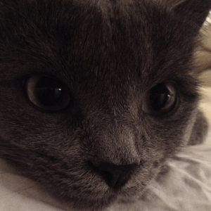 Grey kitty face