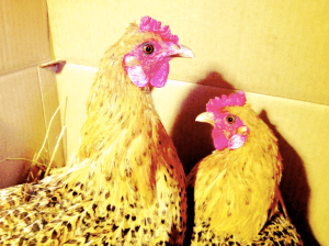 screen-shot-2016-09-28-at-7-20-41-pm